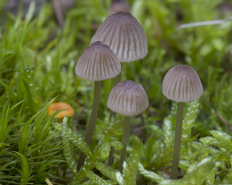 Mycena capillaripes